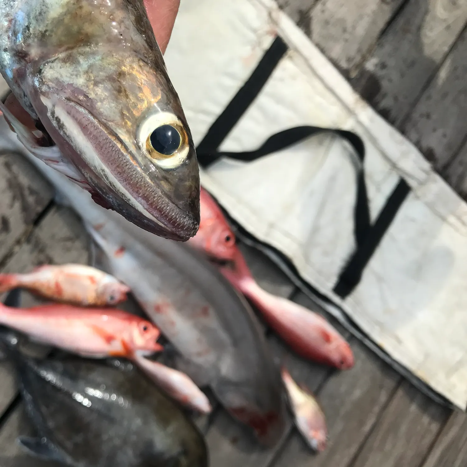 The most recent Bluntnose sixgill shark catches on Fishbrain