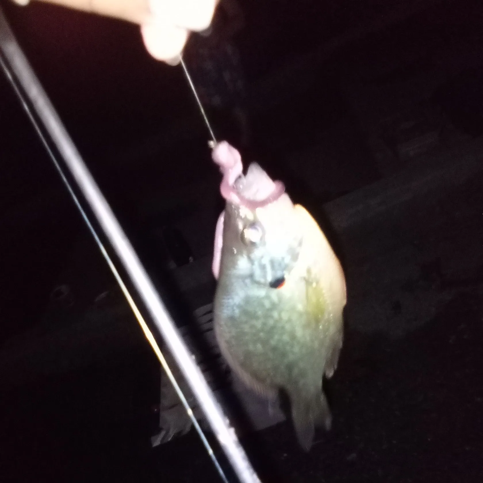 Redear sunfish caught on Fishbrain