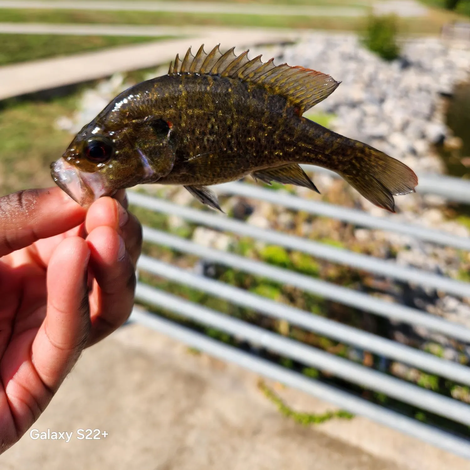 Warmouth caught on Fishbrain
