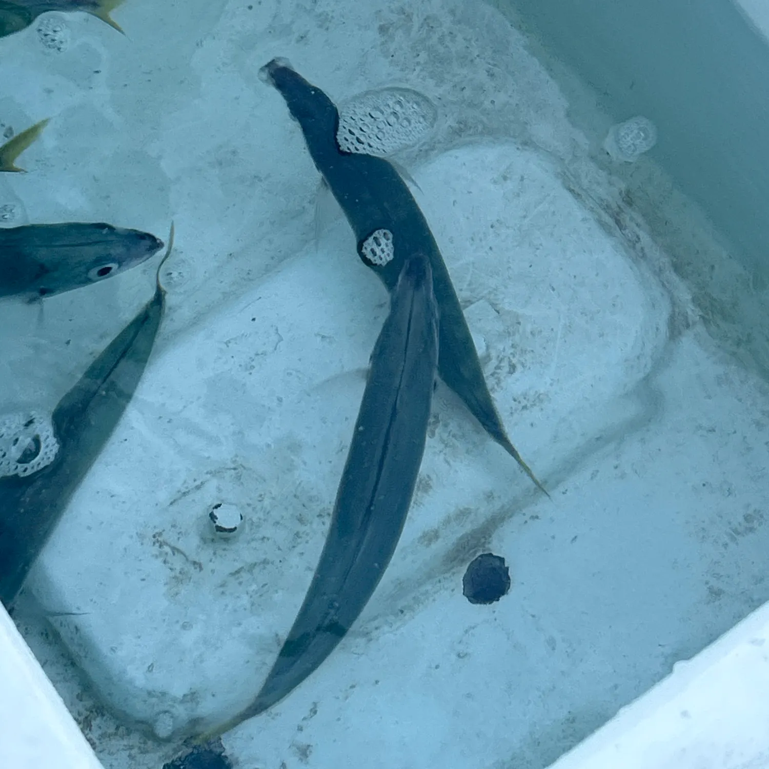 The most recent Blue mackerel catches on Fishbrain