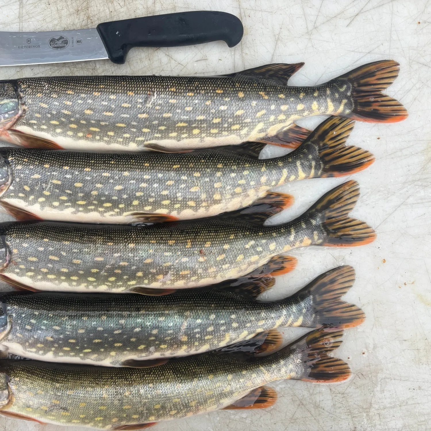 recently logged catches