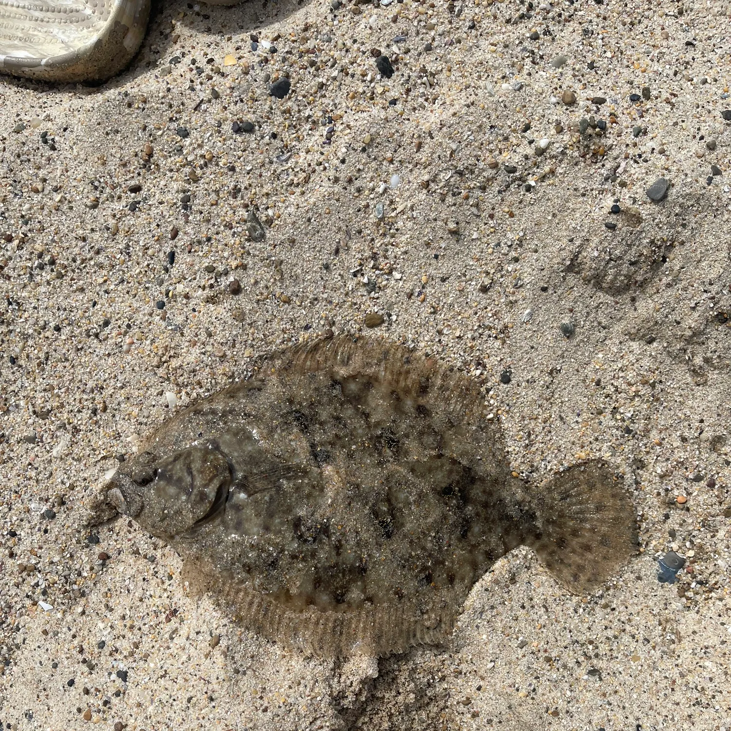 The most recent Largetooth flounder catches on Fishbrain
