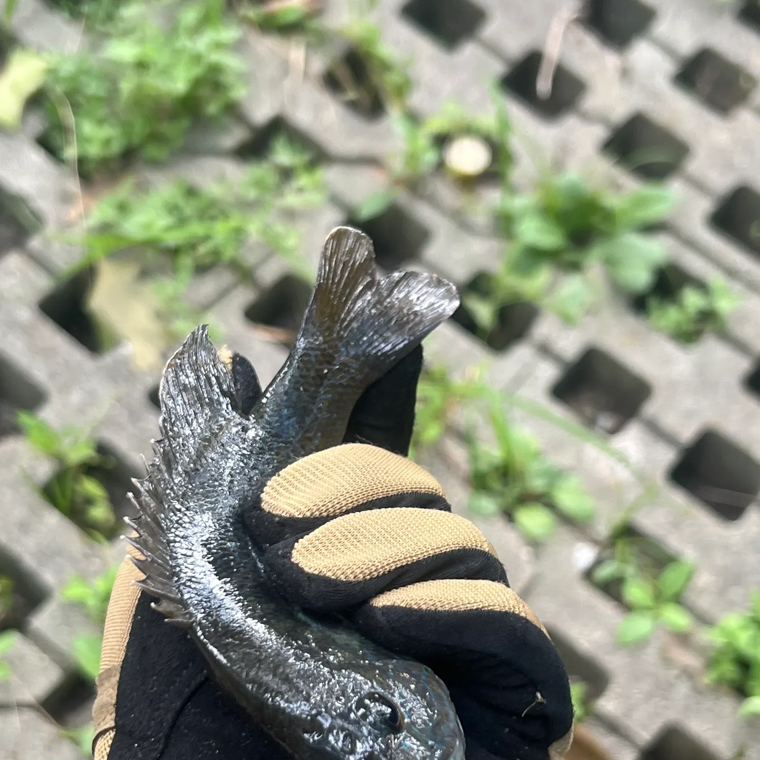 The most recent Redear x bluegill catches on Fishbrain