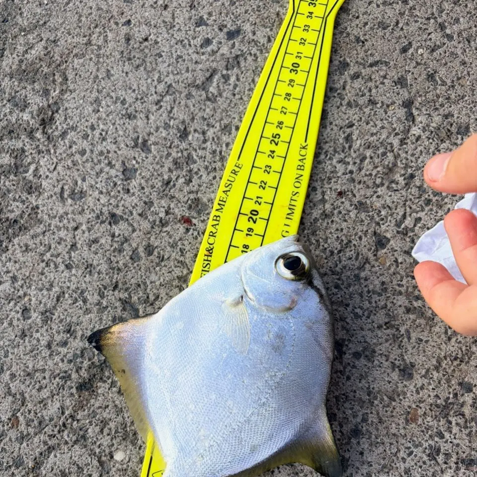 The most recent Triangle butterflyfish catches on Fishbrain
