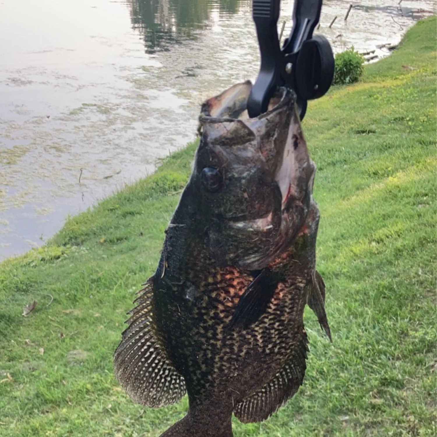 Black crappie caught on Fishbrain