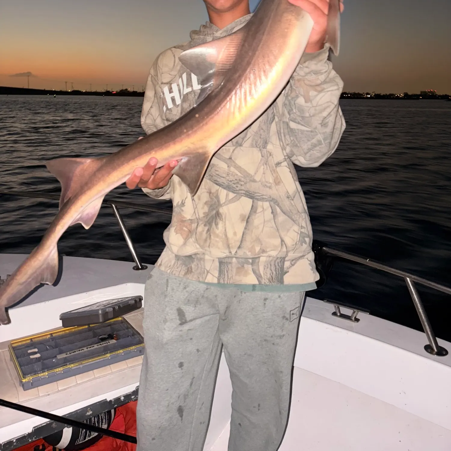 The most recent Brown smooth-hound catches on Fishbrain