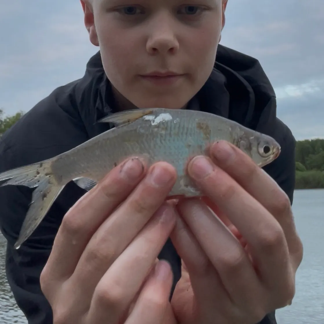 The most recent Zope catches on Fishbrain