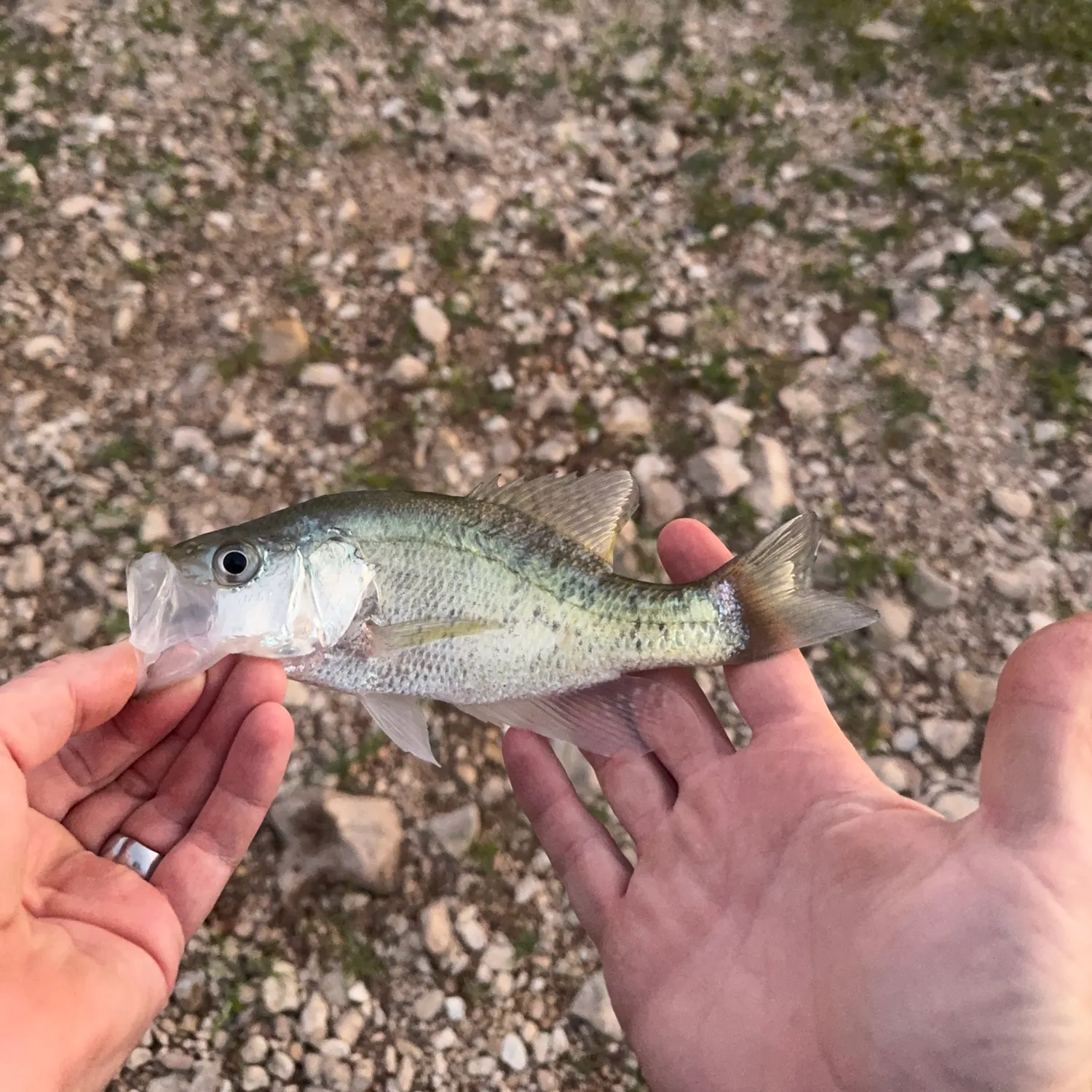 White crappie caught on Fishbrain