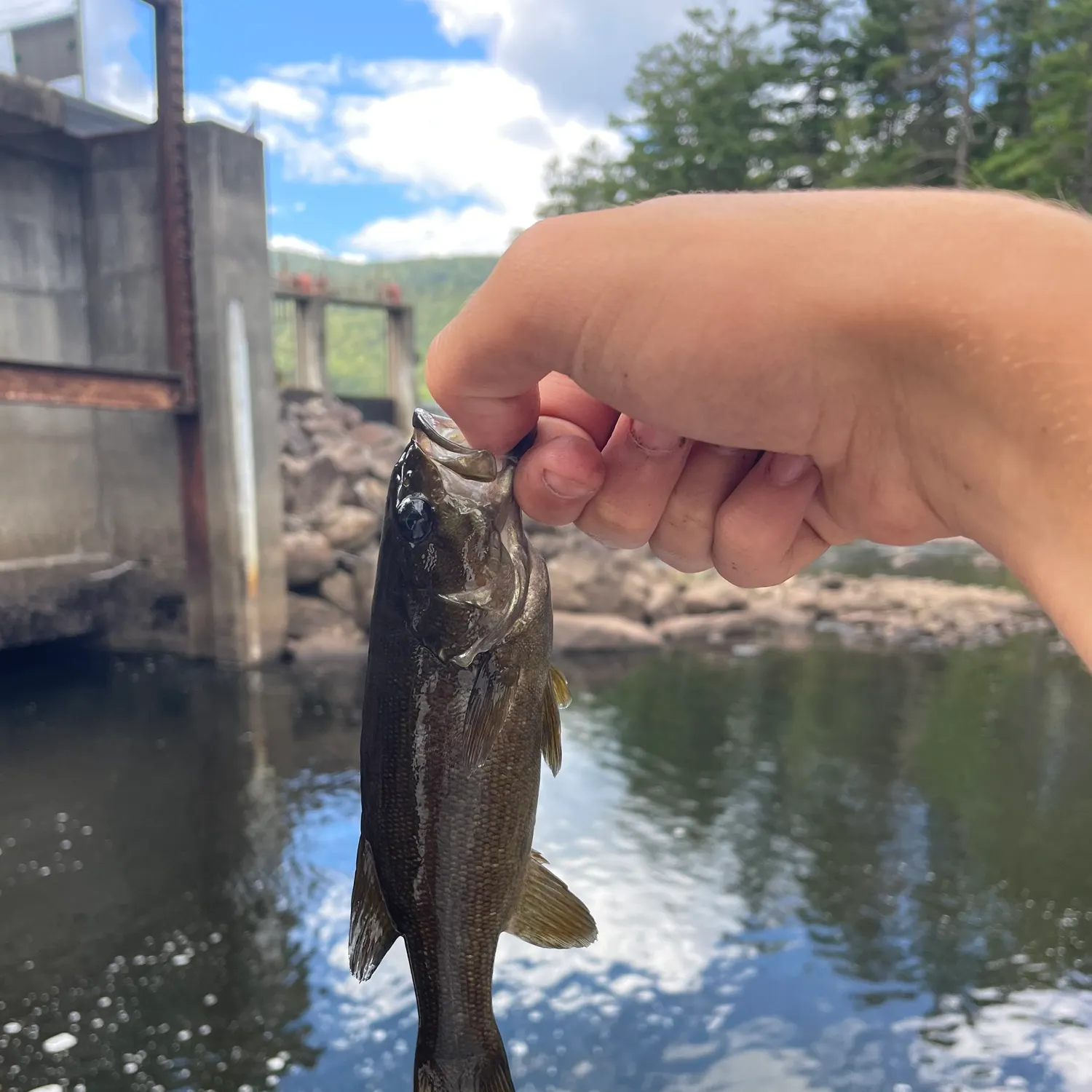 Smallmouth bass caught on Fishbrain