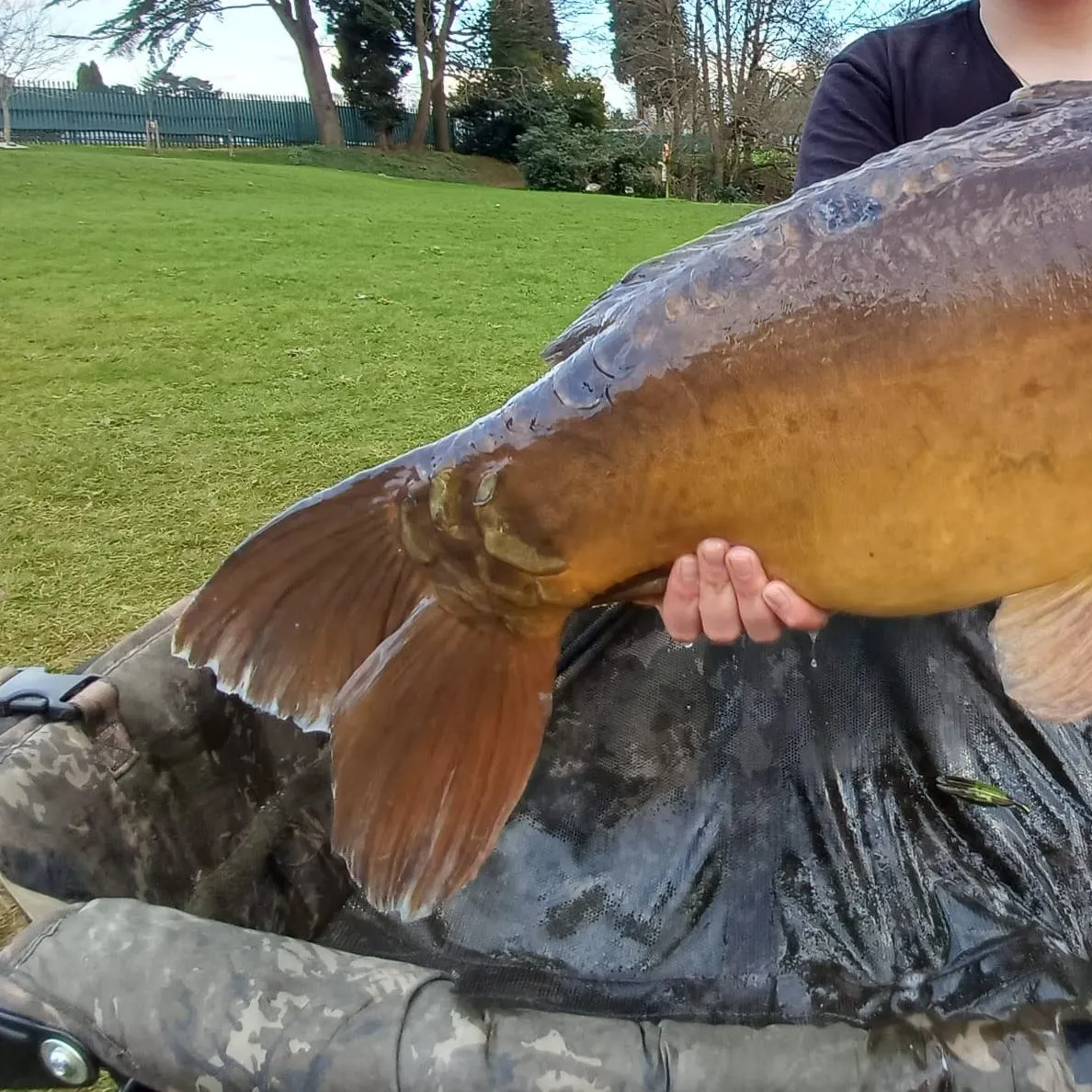 The most recent Leather carp catches on Fishbrain