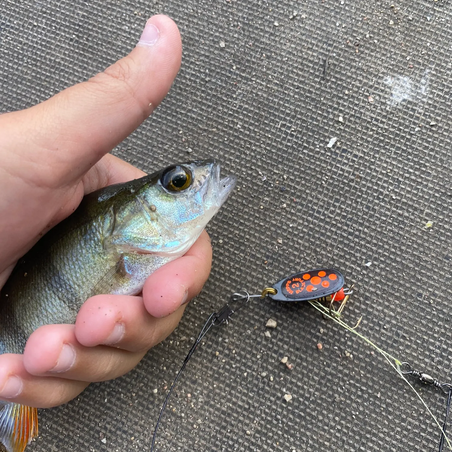 European perch caught on Fishbrain