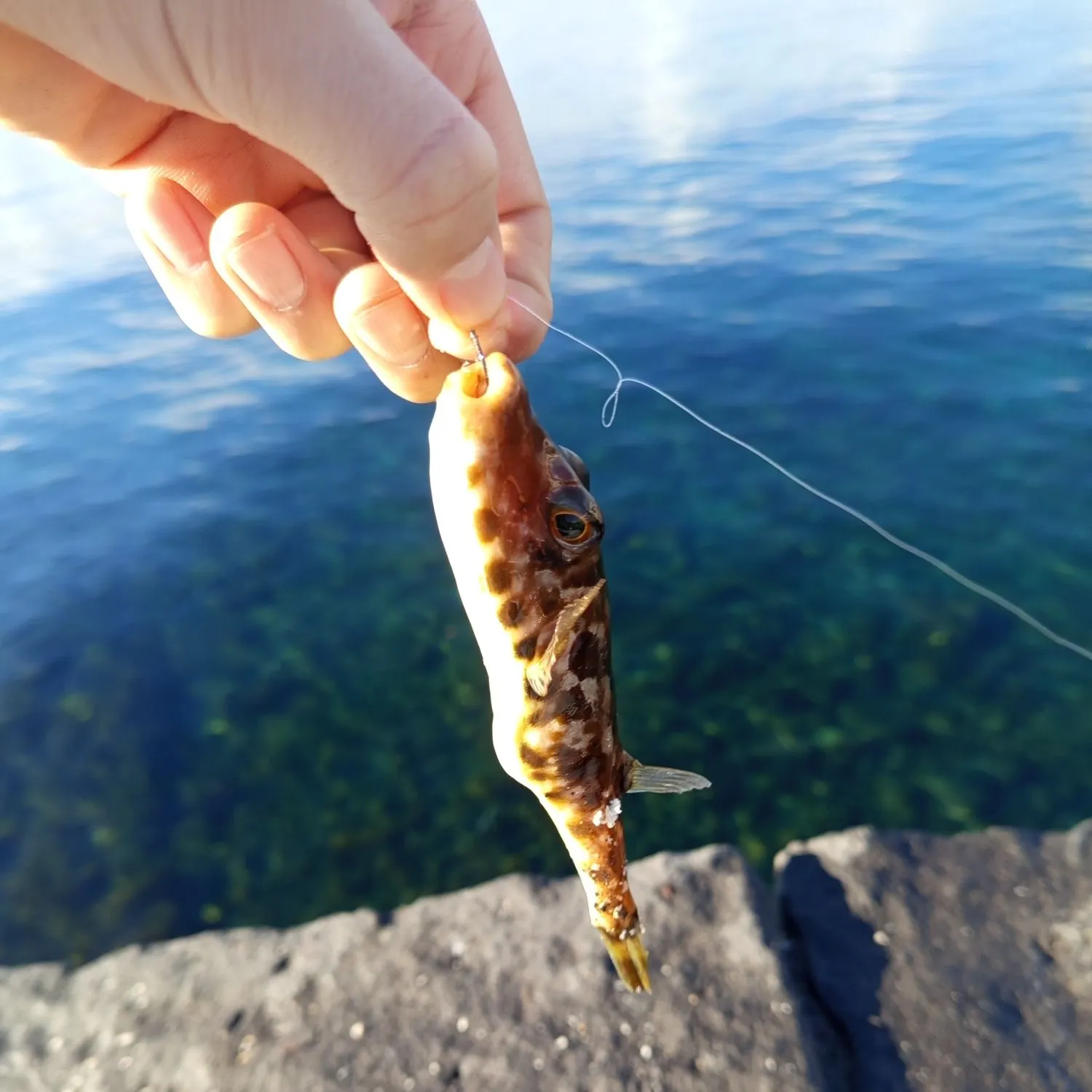 The most recent Prickly puffer catches on Fishbrain