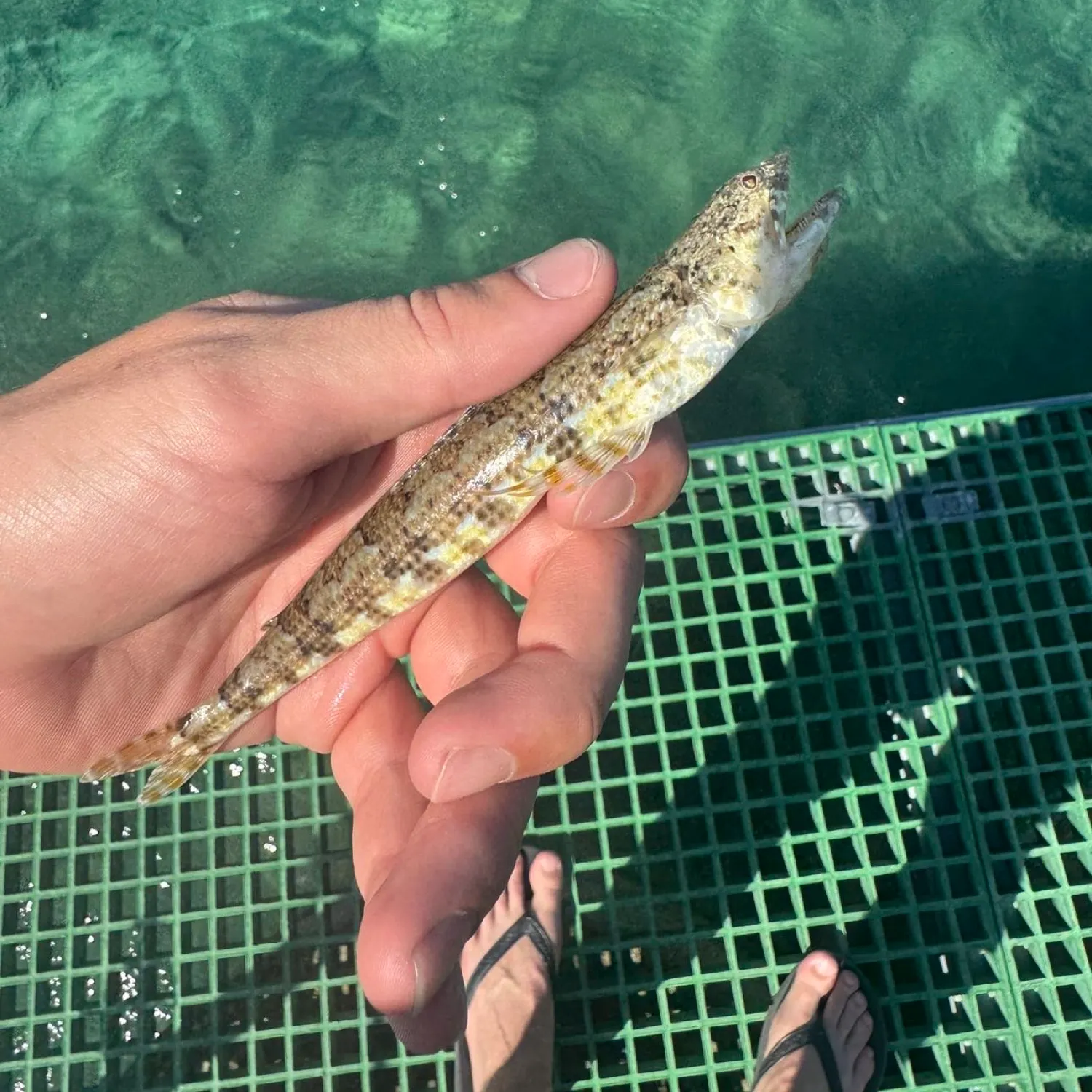 The most recent Atlantic lizardfish catches on Fishbrain