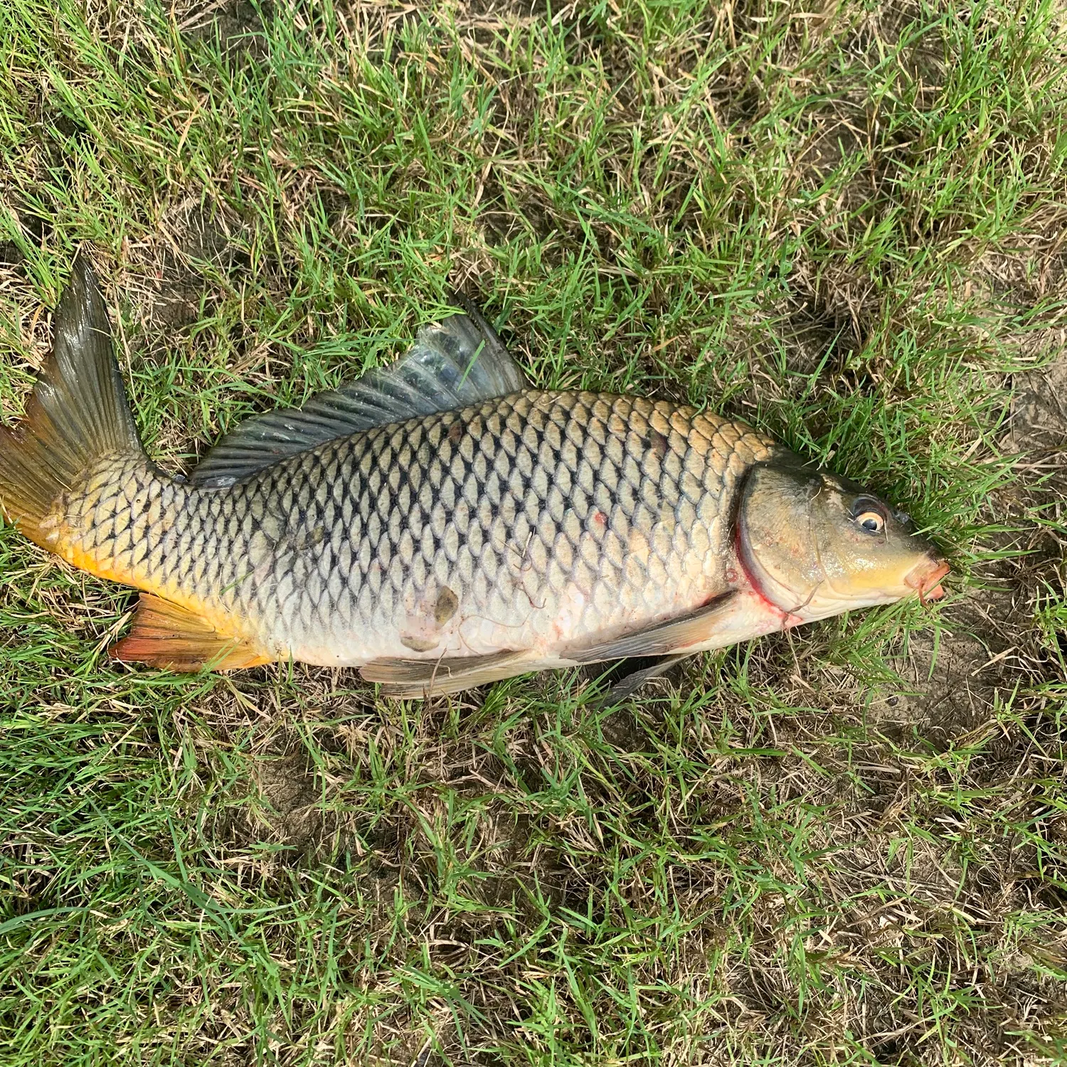 The most recent Common carp catches on Fishbrain