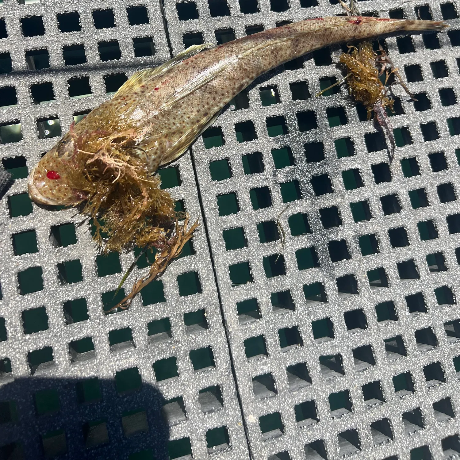 The most recent Rock flathead catches on Fishbrain