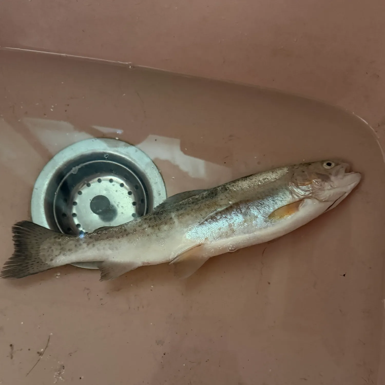 Rainbow trout caught on Fishbrain