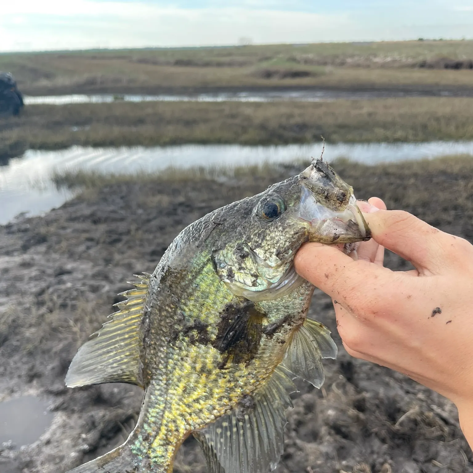 The most recent Black crappie catches on Fishbrain