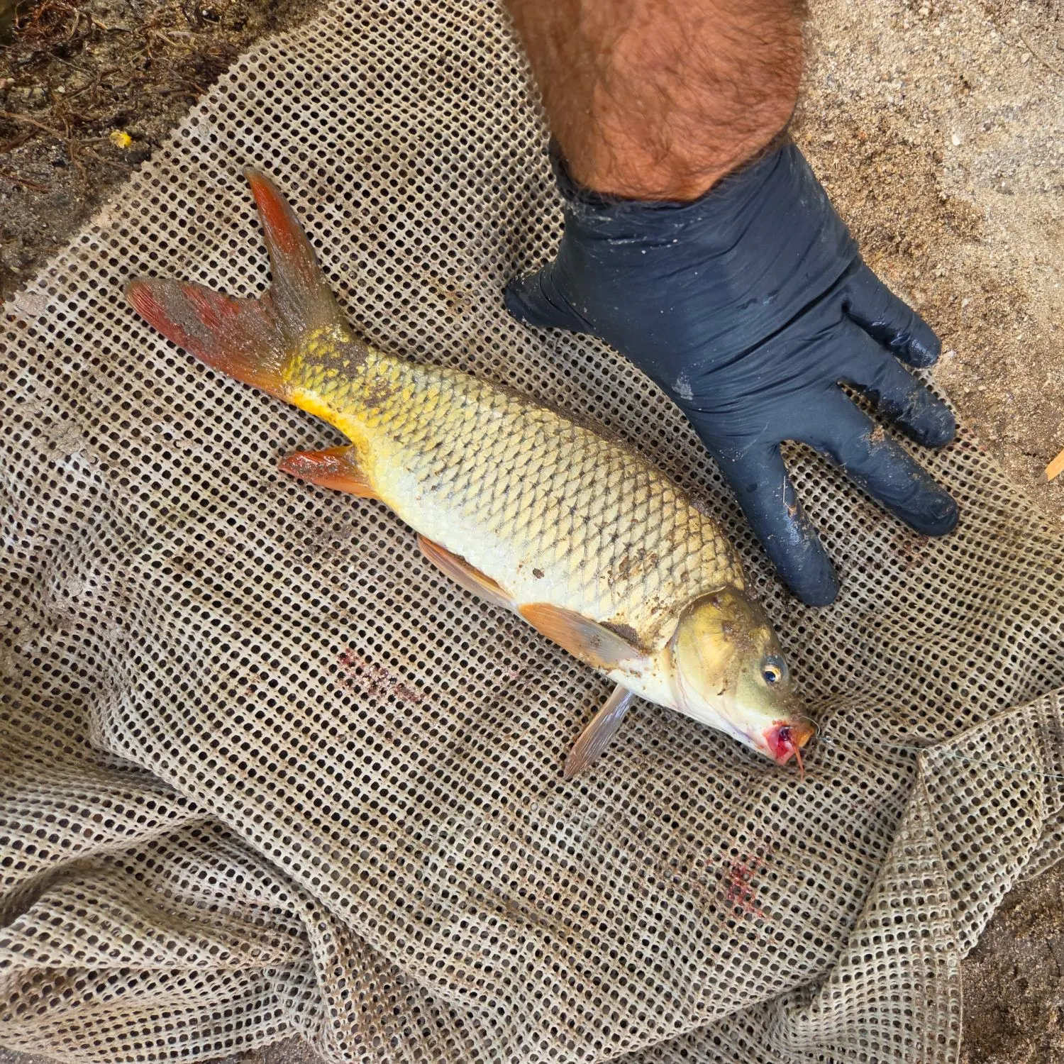 catch