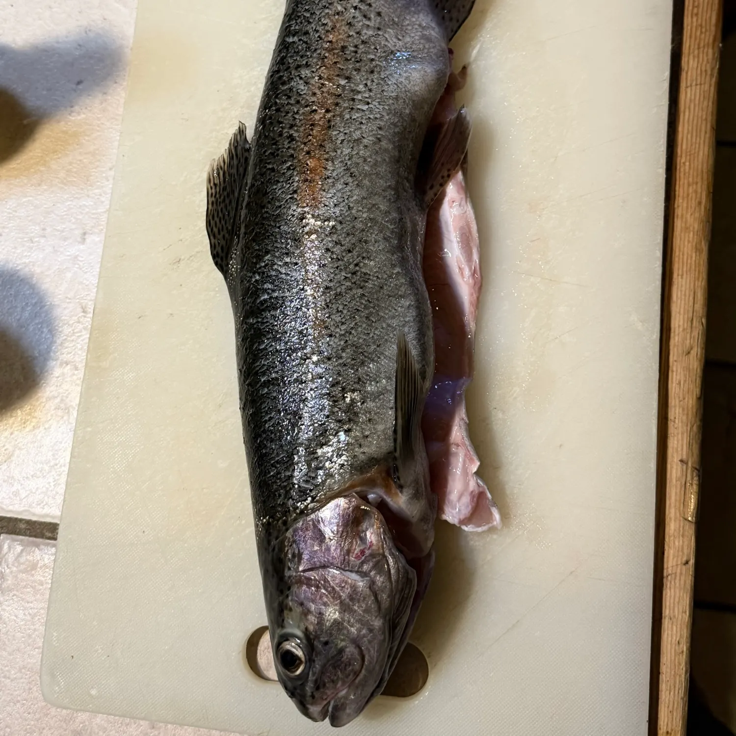 Cutthroat trout caught on Fishbrain