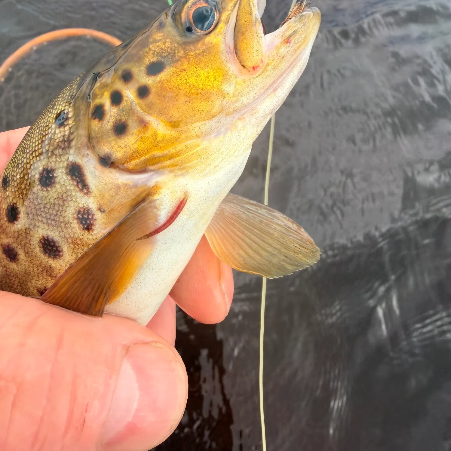 Brown trout caught on Fishbrain