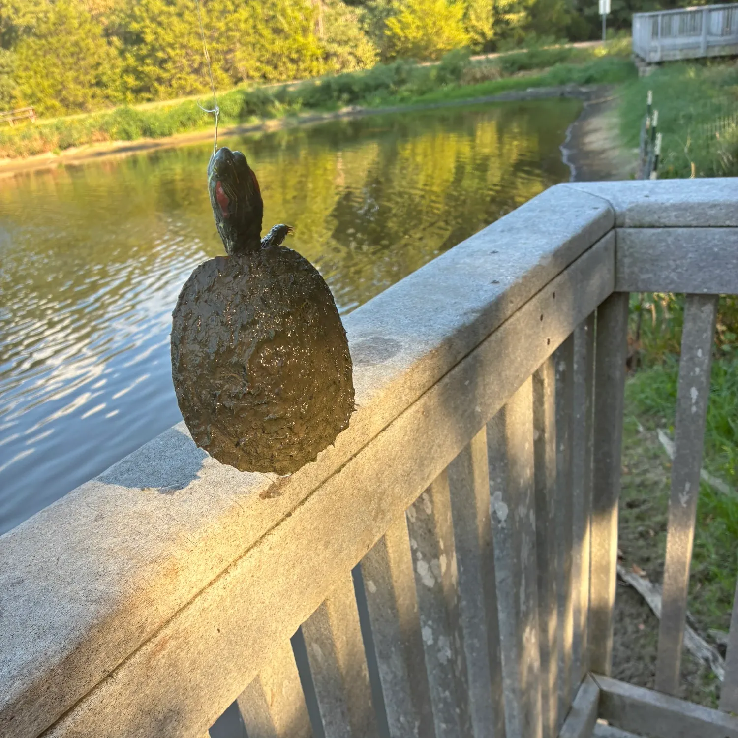 Common snapping turtle caught on Fishbrain