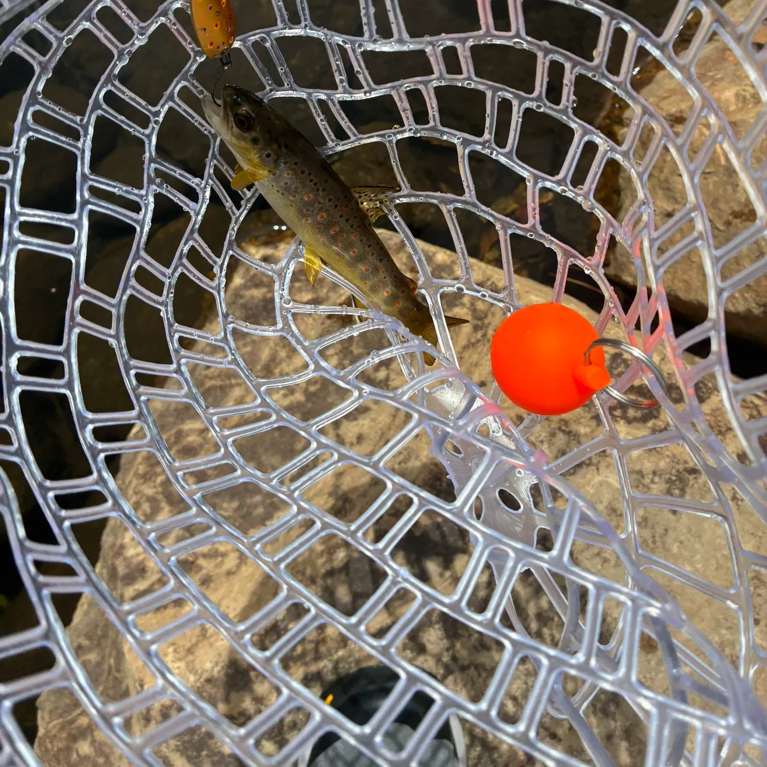 Brown trout caught on Fishbrain