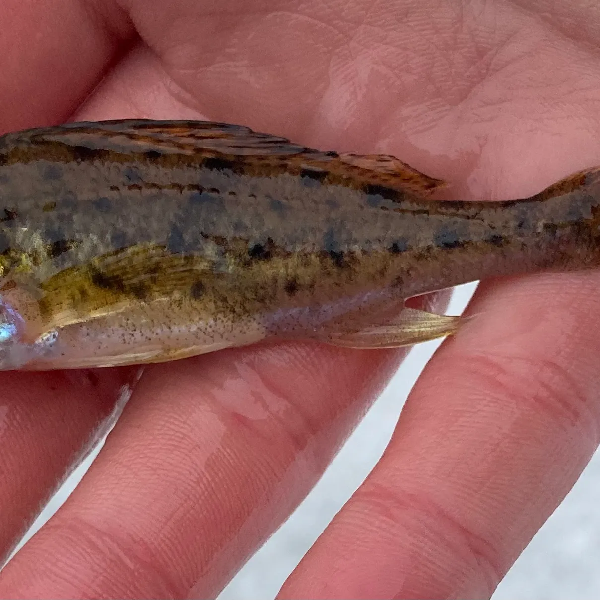 The most recent Eurasian ruffe catches on Fishbrain
