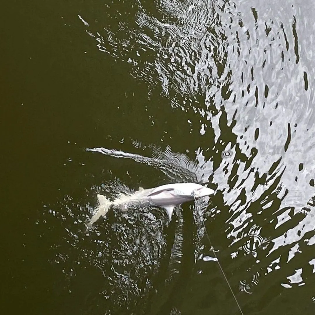 Sandbar shark caught on Fishbrain