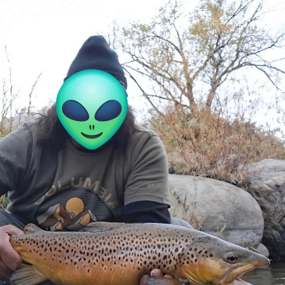 Brown trout caught on Fishbrain