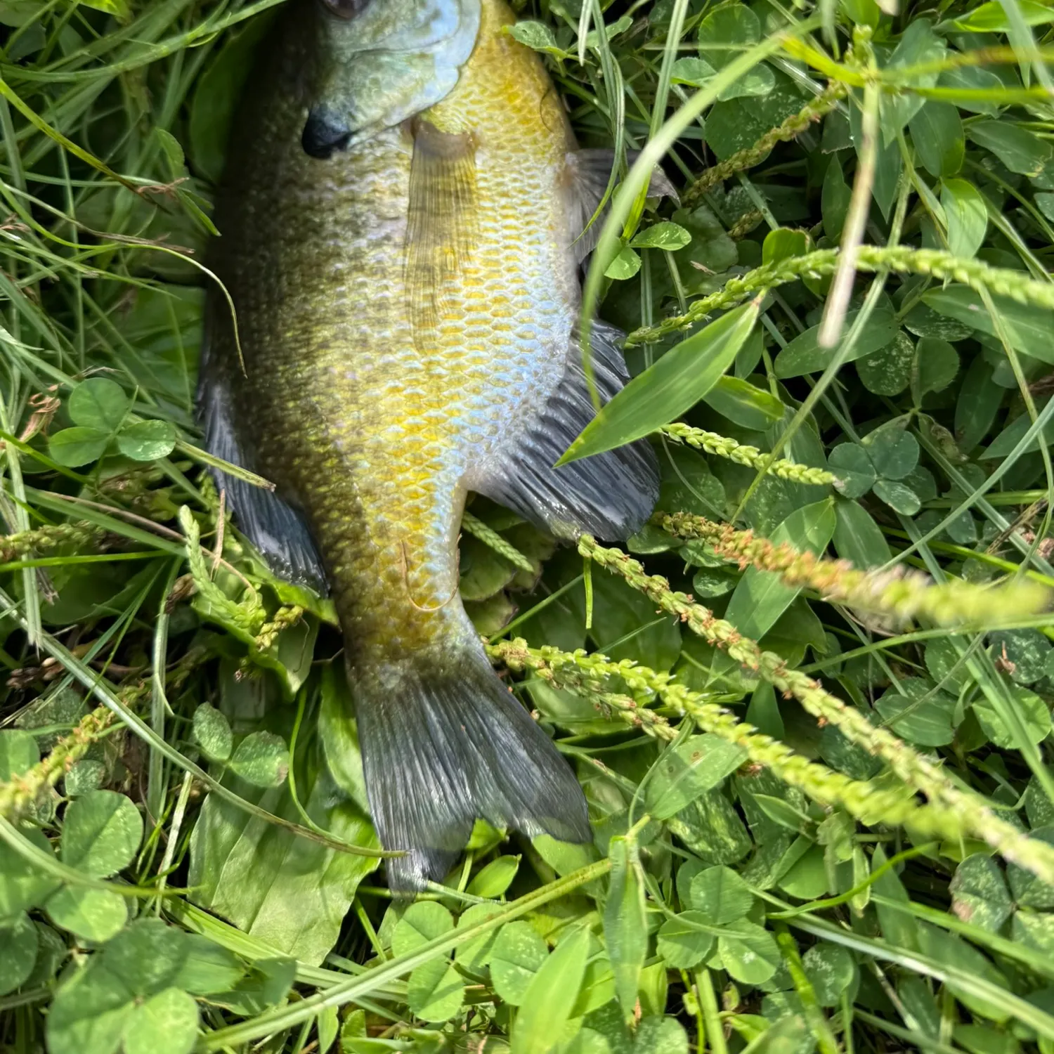 Bluegill caught on Fishbrain