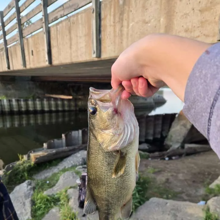 Largemouth bass caught on Fishbrain