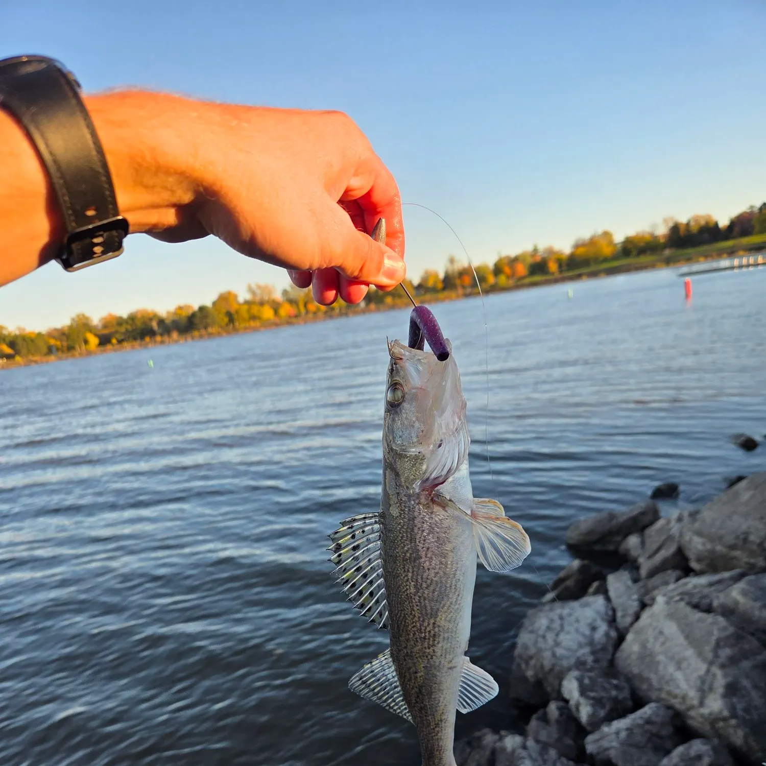 Walleye caught on Fishbrain
