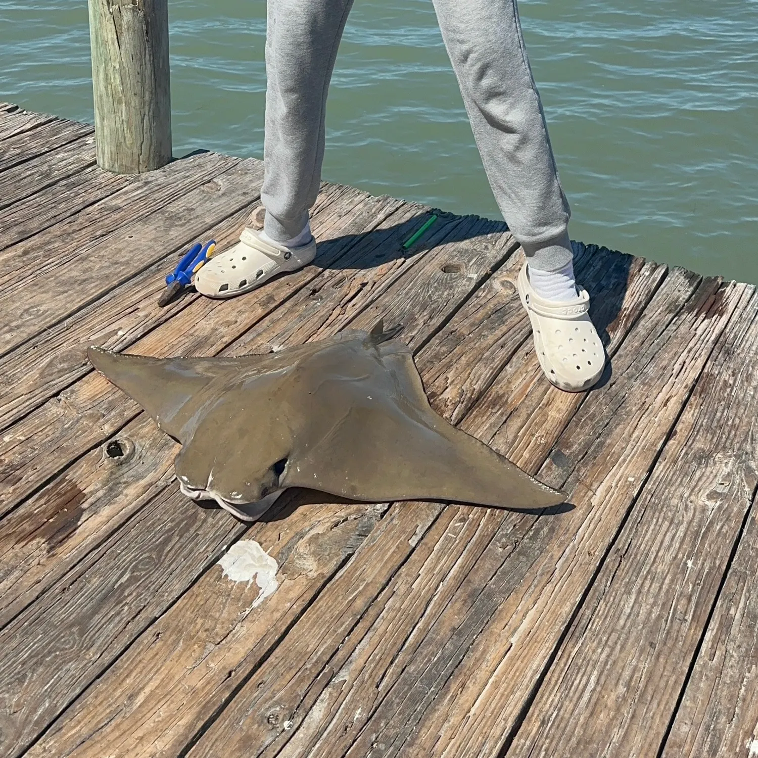 The most recent Cownose Ray catches on Fishbrain