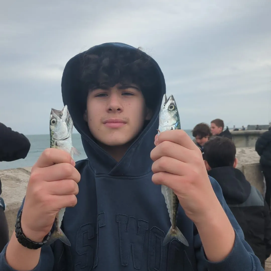 Atlantic mackerel caught on Fishbrain