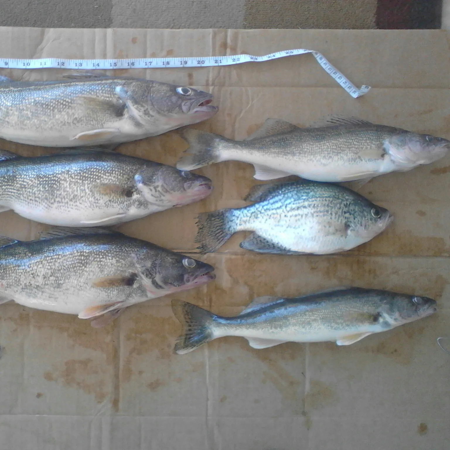 recently logged catches