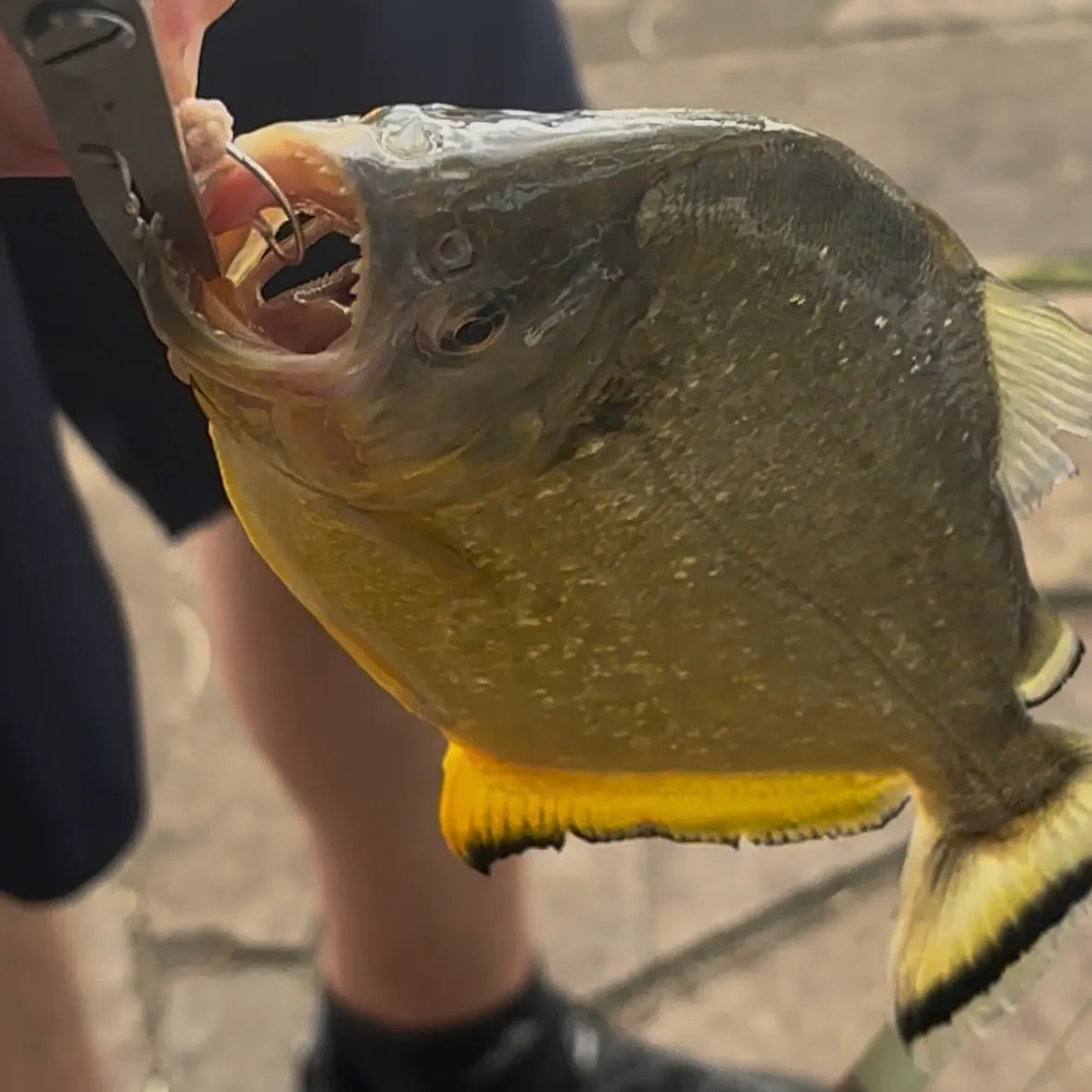 The most recent San Francisco piranha catches on Fishbrain