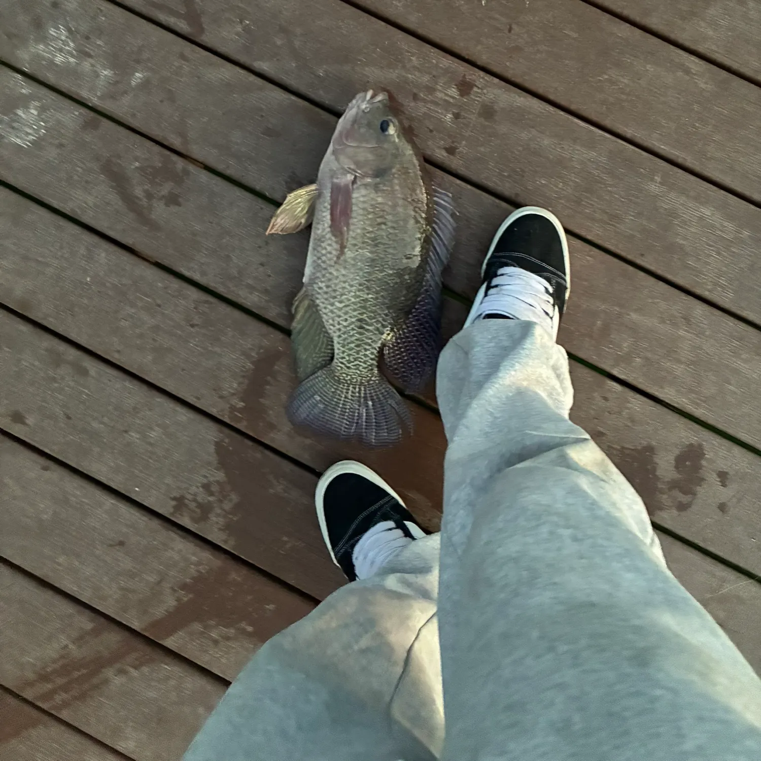 Nile tilapia caught on Fishbrain