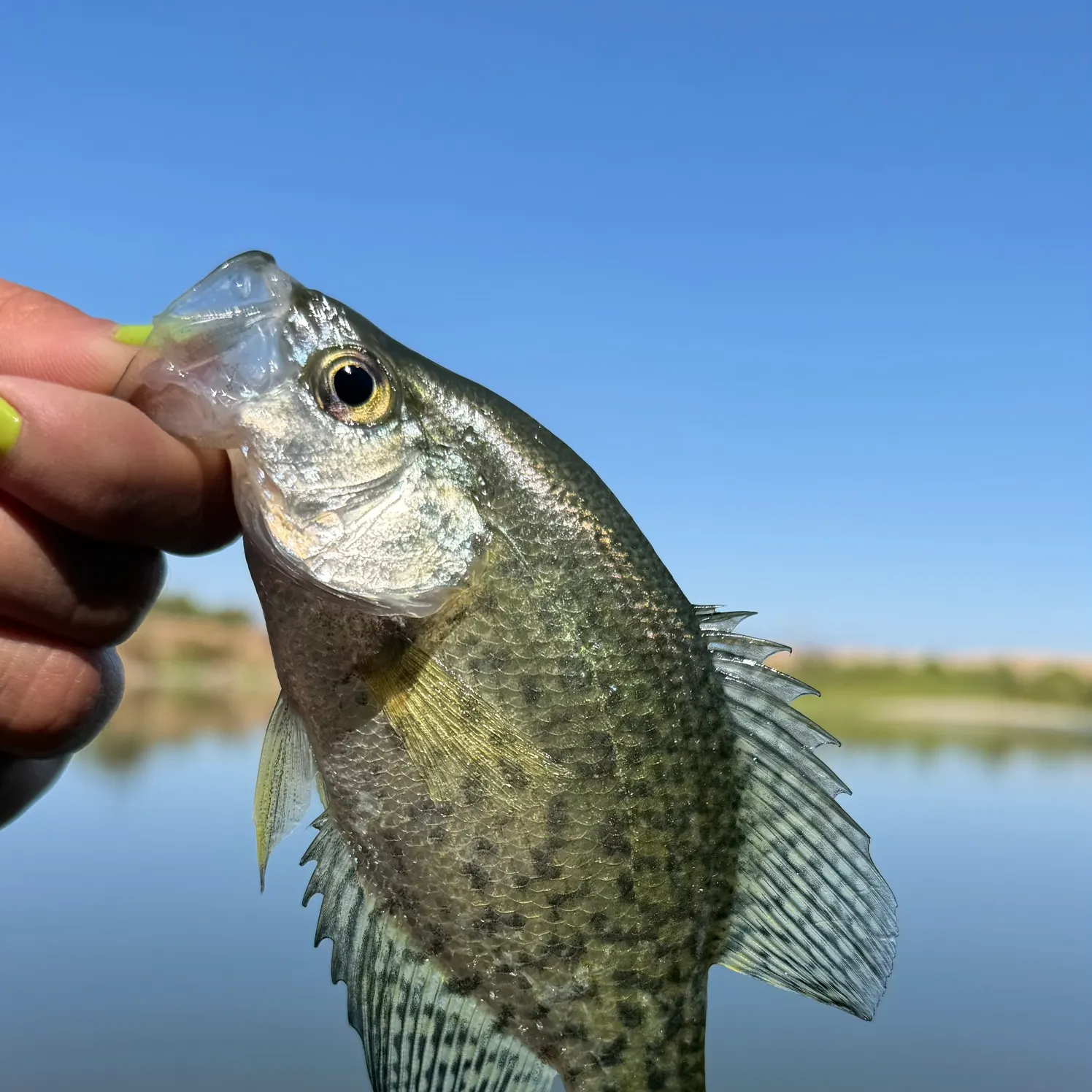 Black crappie caught on Fishbrain