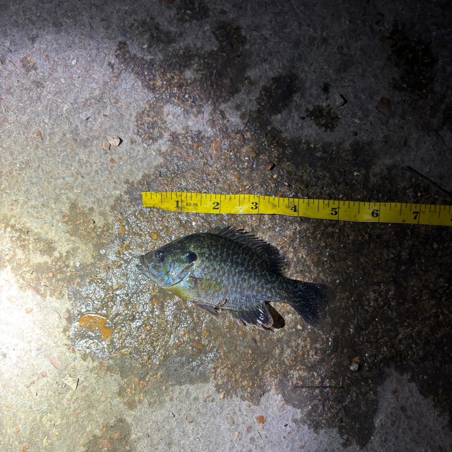 Greengill hybrid caught on Fishbrain