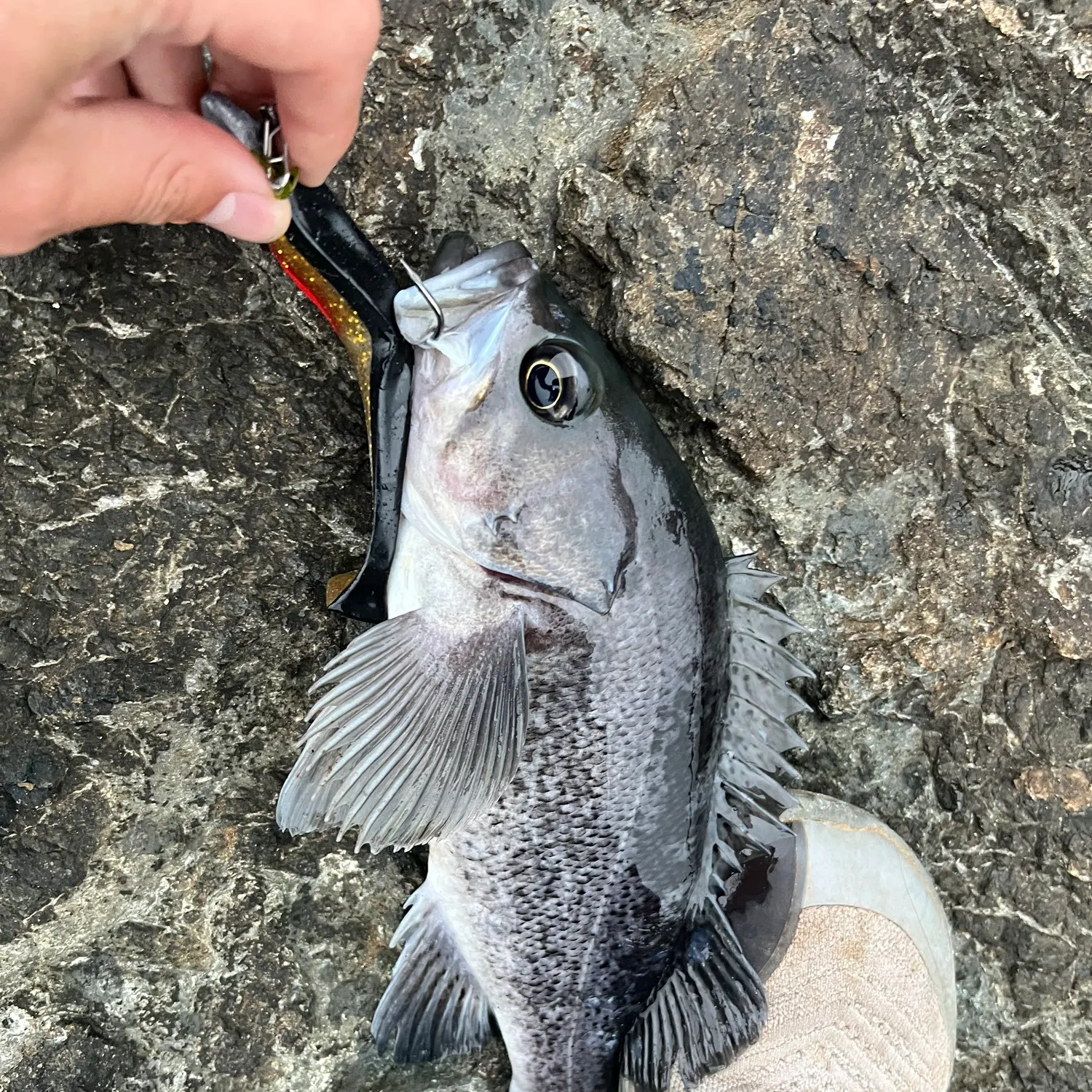 The most recent Black rockfish catches on Fishbrain
