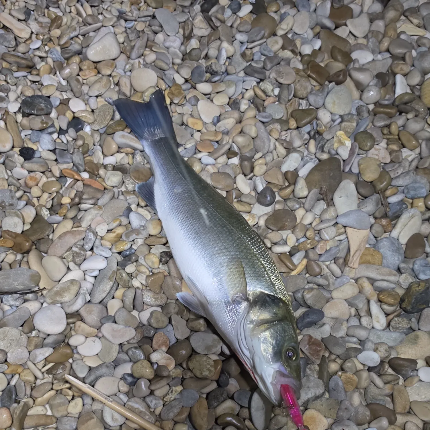 European seabass caught on Fishbrain