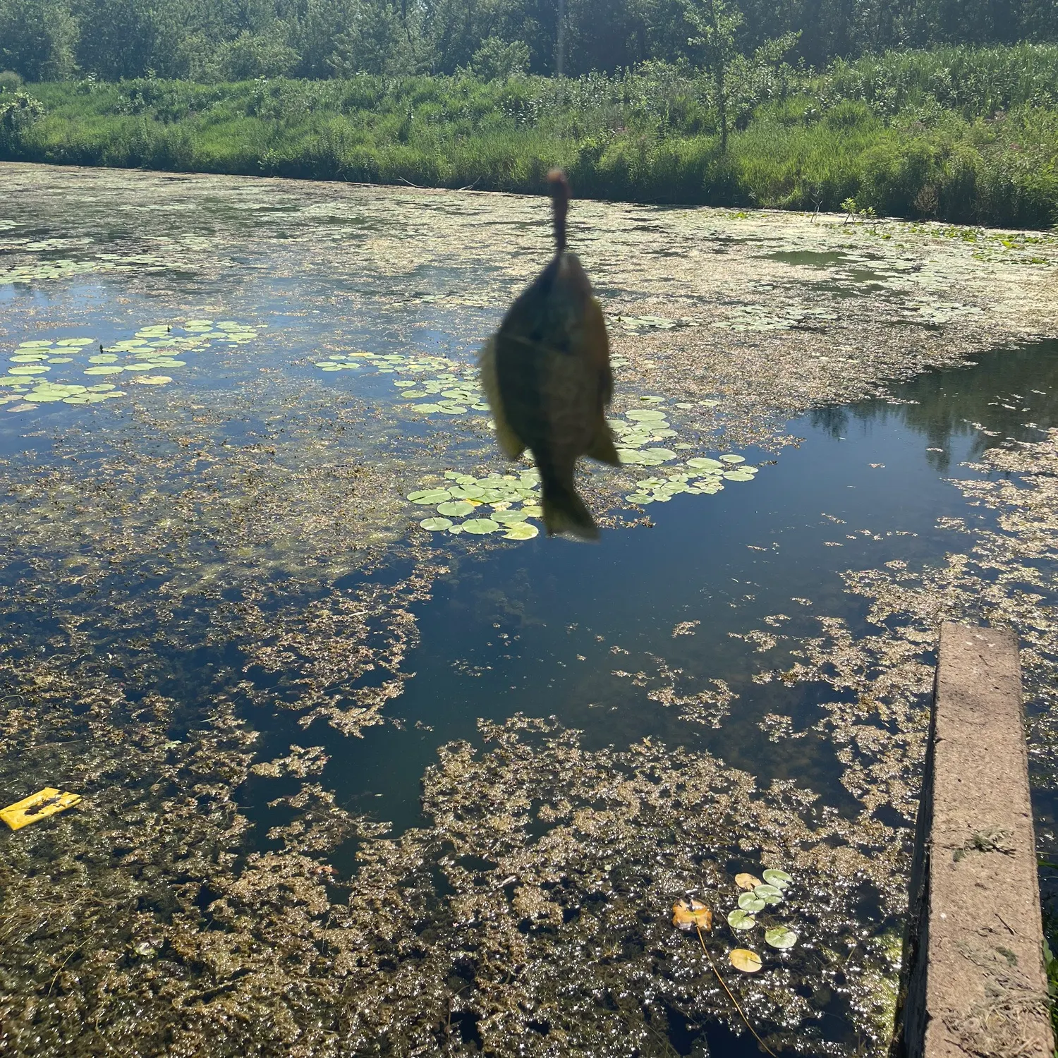 The most recent Dollar sunfish catches on Fishbrain