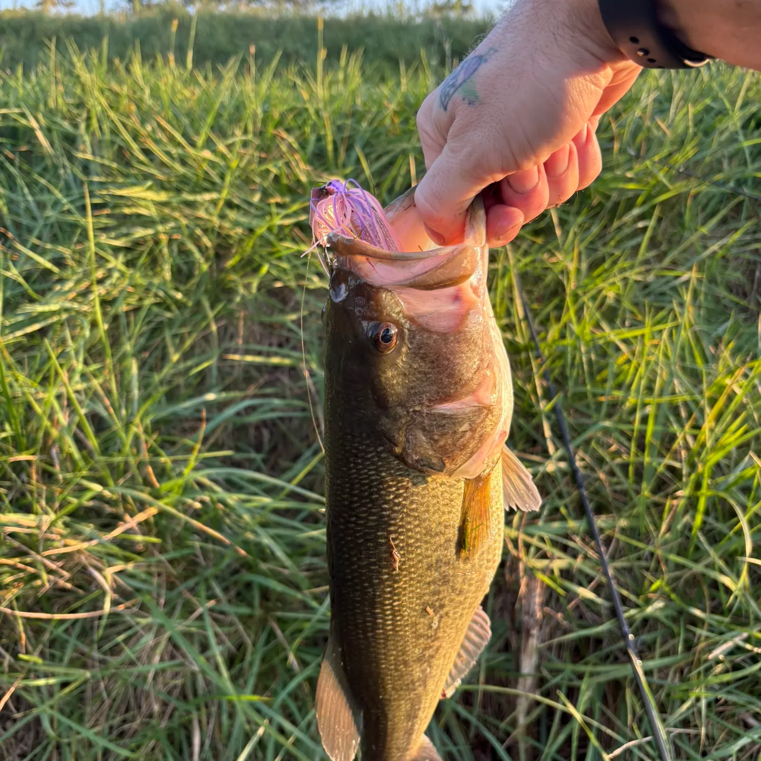 Largemouth bass caught on Fishbrain