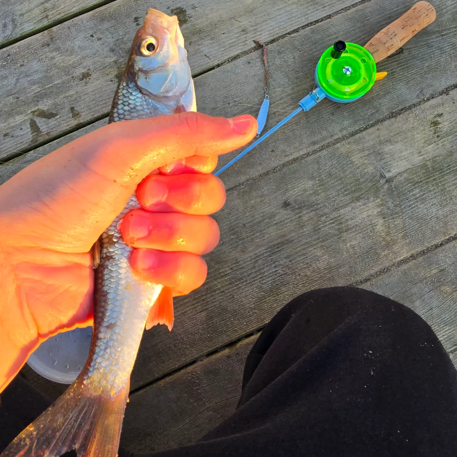 Common roach caught on Fishbrain