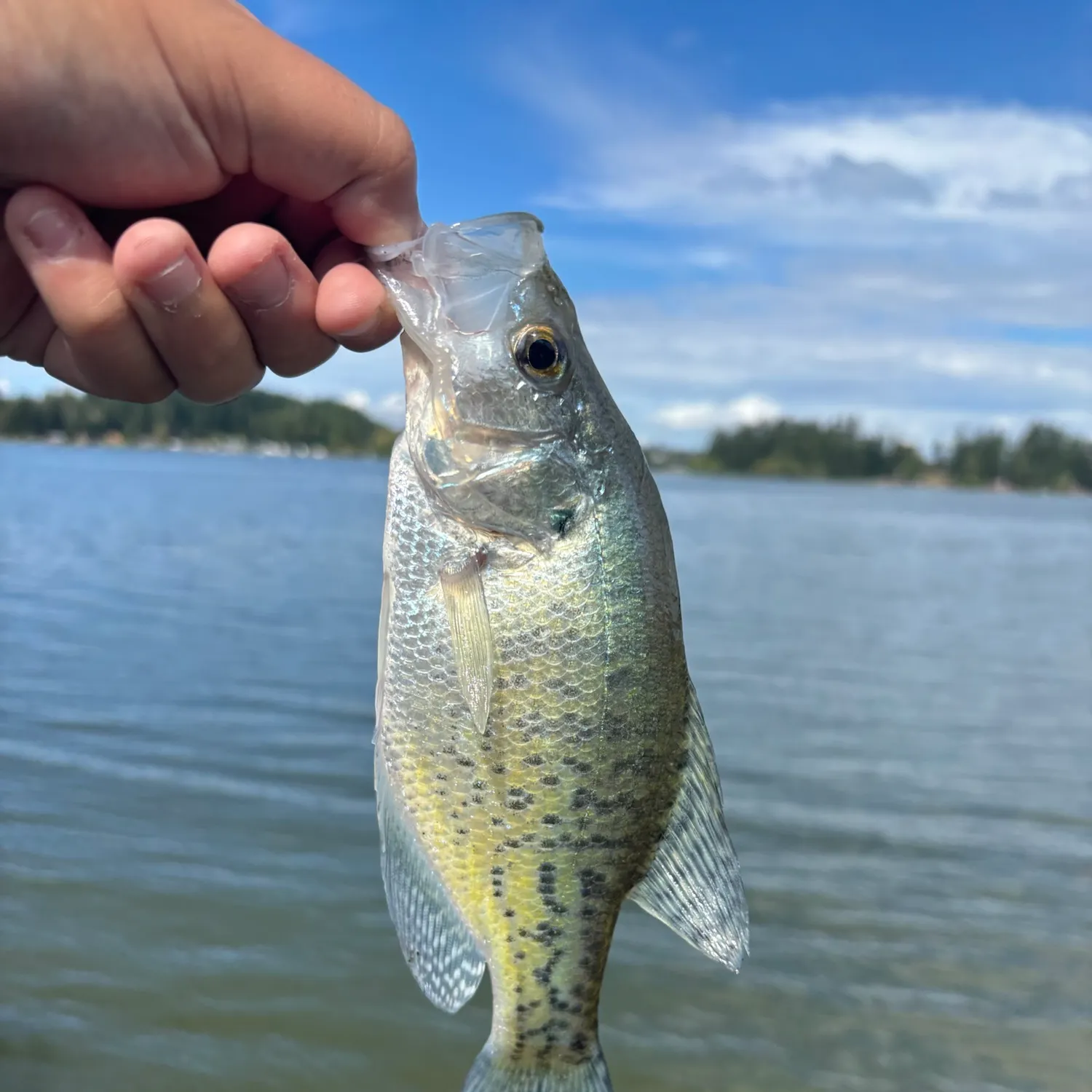 White crappie caught on Fishbrain