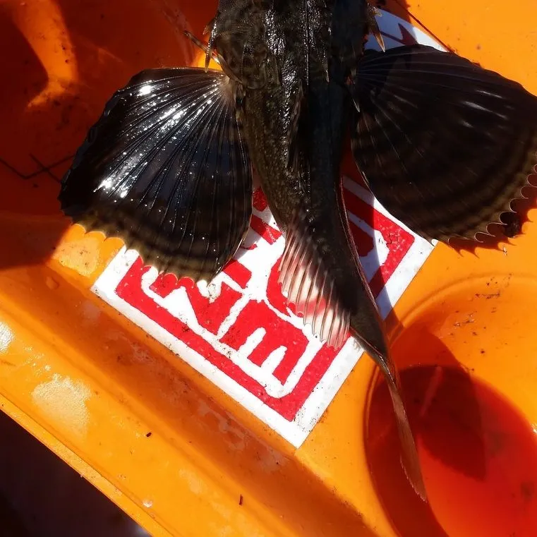 The most recent Bighead searobin catches on Fishbrain