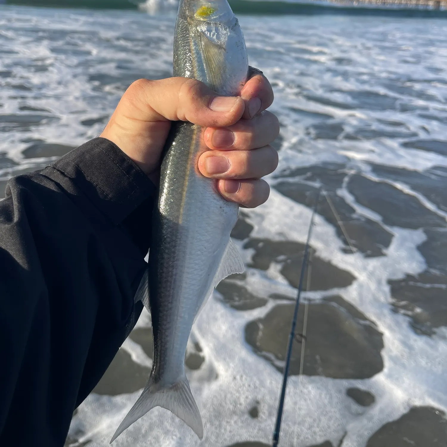 Surf smelt caught on Fishbrain