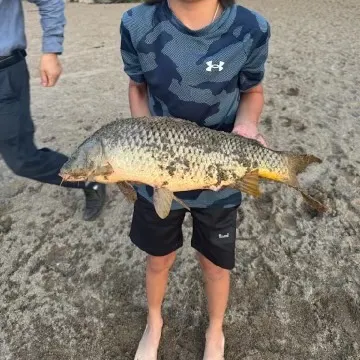 The most recent Amur carp catches on Fishbrain