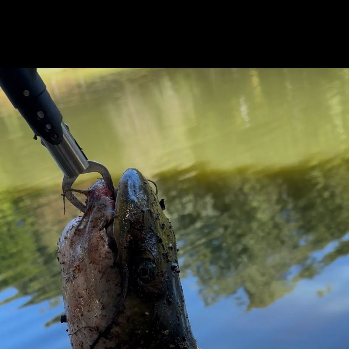 Flathead catfish caught on Fishbrain