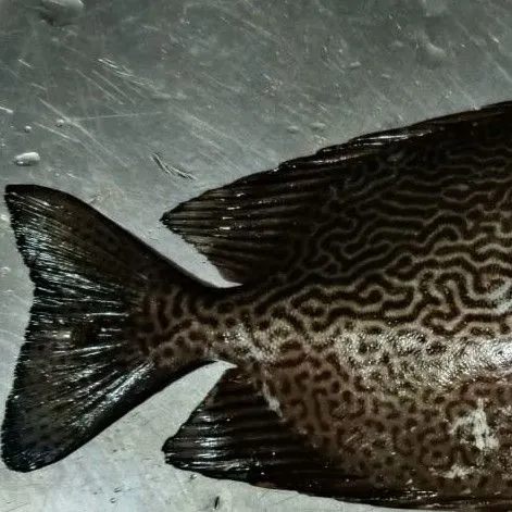 The most recent Streaked spinefoot catches on Fishbrain